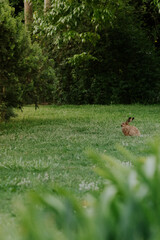 hares in the forest © Nahuel