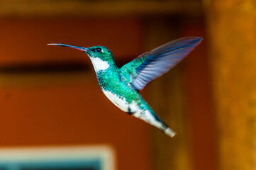 Fototapeta premium hummingbird in flight