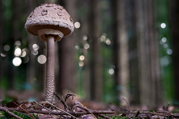 Macrolepiota procera Common giant umbrella mushroom fungus in colourful autumn forest