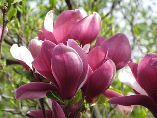 pink tulips in spring