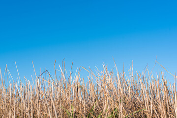 Hay straw field golden close-up beautiful summer rural sun landscape bulgaria perspective creative