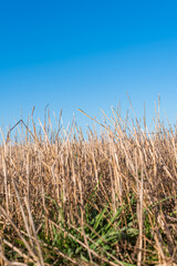 Hay straw field golden close-up beautiful summer rural sun landscape bulgaria perspective creative
