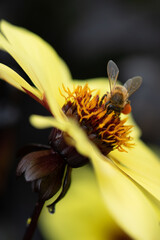 Honey bee collecting pollen from a Dahlia Knockout flower