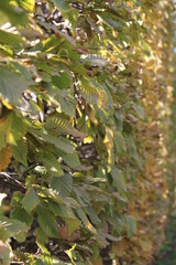 Eine Hecke in einem Wohngebiet.