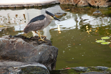 池の魚を眺める鳥