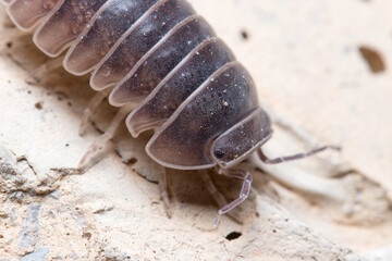 Roly poly bug, Armadillidium vulgare, walking on a concrete floor under the sun