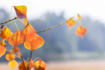 Orange leaves of Chinese tallow tree , autumn views in village

