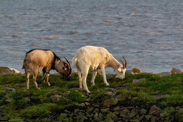 Two Goats grazing near the Sea in Evening Sunlight in County Kerry, Ireland