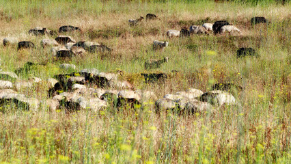 Herd of sheep in the eastern plain of Corsica 