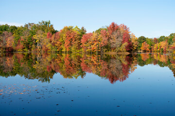 An explosion of Autumn foliage colors surrounds the perimeter of Dallenbach's Lake in East Brunswick, New Jersey, USA -01
