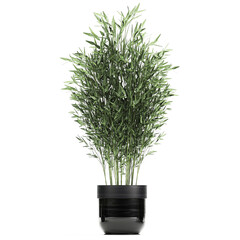 Bamboo bushes in a black pot isolated on white background