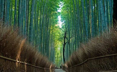 Fototapeta premium 京都嵐山の竹林