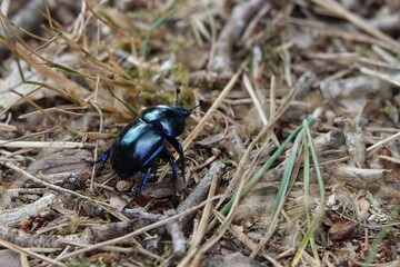 close of of a Anoplotrupes stercorosus dor beetle, blue beetle in the woods. low angle photografy at the posbank Netherands