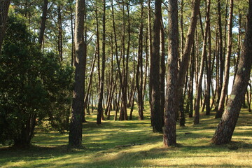 El pinar do Mundo Celta