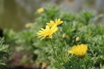 beautiful yellow flowers in the garden