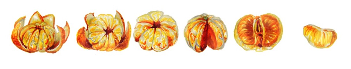 Set of Whole tangerines and slices isolated on a white background.Horizontal border.Botanical watercolor illustration of the fruits of Mandarin orange without a peel.Christmas plants.New year's fruit.