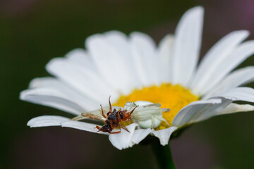 Obraz premium The flower (crab) spider (lat. Misumena vitia), of the family Thomisidae, with its prey.