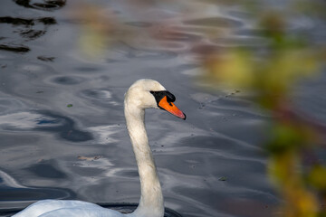 Obraz premium A closeup of mute swan's head. Vancouver BC Canada 