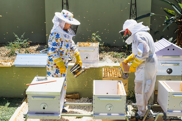 Beekeeper controlling beehive and comb frame, harvesting honey. Beekeeping concept.