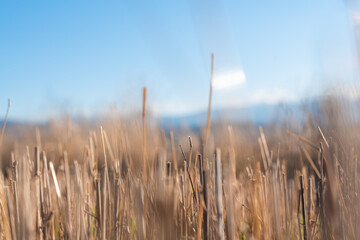 Obraz premium Hay straw field golden close-up beautiful summer rural sun landscape bulgaria perspective creative