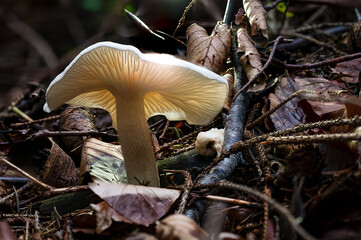 Infundibulicybe geotropa Monk head mushroom fungus in colourful autumn forest