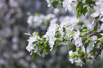 white cherry blossom