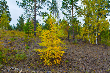 a lone birch with yellowed leaves on a hillside