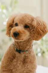 コンサバトリーのトイプードル