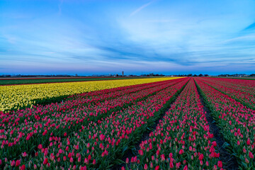 Obraz premium Colorful tulips in sunlight in rows in a long flower field in spirng in Holland