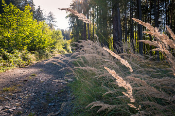 path in autumn forest, tall yellow grass, czech republic