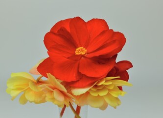 Beautiful red and yellow begonias in the glass. Focus is on the center of the red flower.