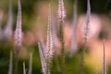 Fototapeta premium flowers in the grass, blooming detail, czech republic