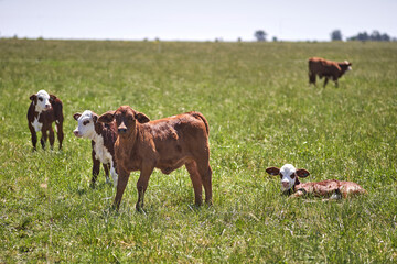Fototapeta premium Cow and its calf grazing at countryside