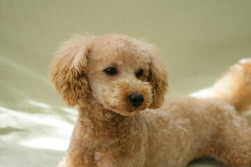 ソファの上のトイプードル