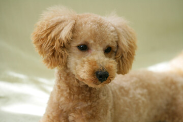 ソファの上のトイプードル