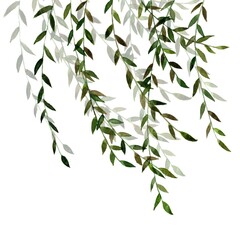 Liana branch with green leaves painted by watercolor on a white background. Watercolor illustration of a branch with grape leaves. A tree or shrub of temperate climates that typically has narrow leave