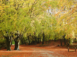 Naklejka premium Golden autumn in the park next to White Horse Hill