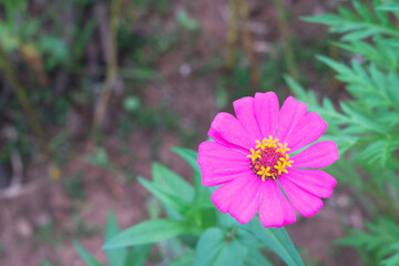 blooming pink zinnia flower with blurred background
