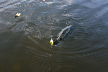 Summer fishing, pike fishing, spinning on the lake
