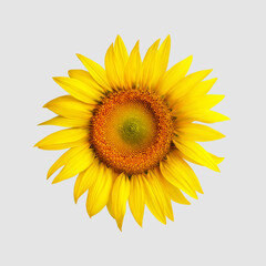 Yellow blossomed sunflower, isolated on white background, top view.
