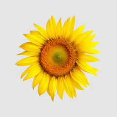Fototapeta premium Yellow blossomed sunflower, isolated on white background, top view.