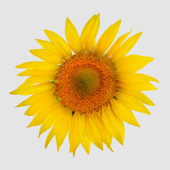 Golden sunny flower with open petals, colorful sunflower isolated on white background. Single rural harvest for healthy lifestyle concept, garden element with seeds, top view. Blooming circle close up