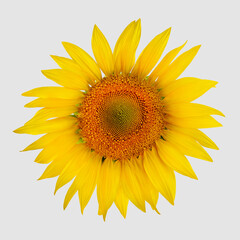 Obraz premium Golden sunny flower with open petals, colorful sunflower isolated on white background. Single rural harvest for healthy lifestyle concept, garden element with seeds, top view. Blooming circle close up