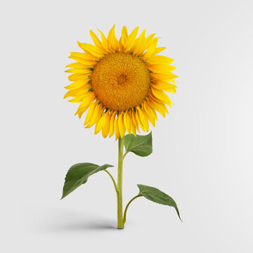 Colorful sunflower standing on a stem with leaves, ecological sunny flower with yellow petals.