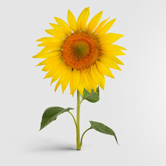 Fototapeta premium A blossomed sunflower with golden petals, standing on a green stem with leaves, harvest object for organic products from seeds.