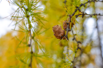 larch cone close-up against a blurry autumn forest and sky