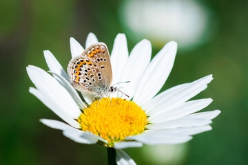 Reverdin's blue (lat. Plebejus argyrognomon), of the family Lycaenidae.