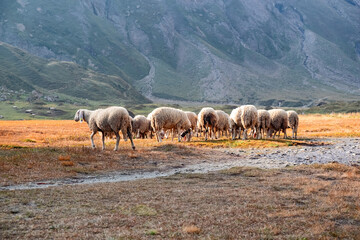 Sheep grazing in the high altitude meadows in autumn.