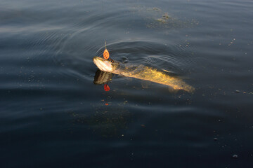 Fototapeta na wymiar Summer fishing, pike fishing, spinning on the lake