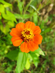 Orange Zinnia (in german Große Zinnie) Zinnia elegans jacq.